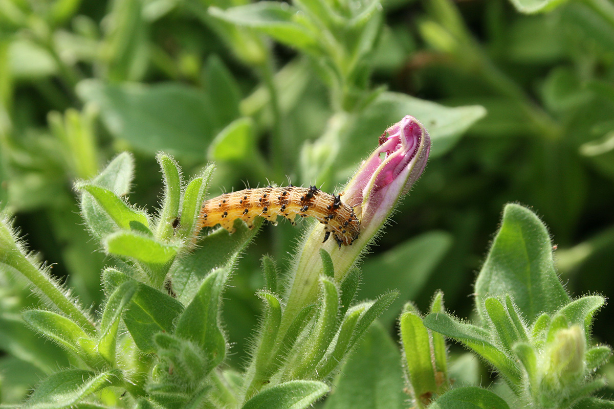 Snapdragons