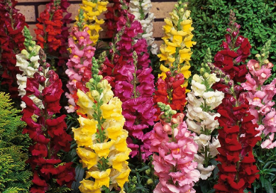 Snapdragons