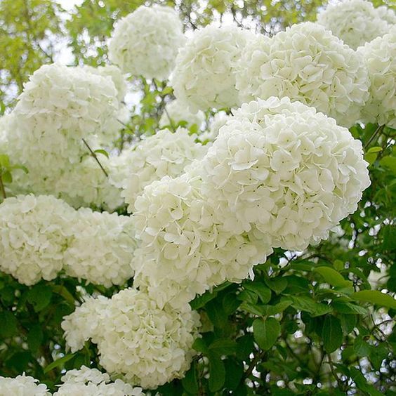 Snowball Hydrangea