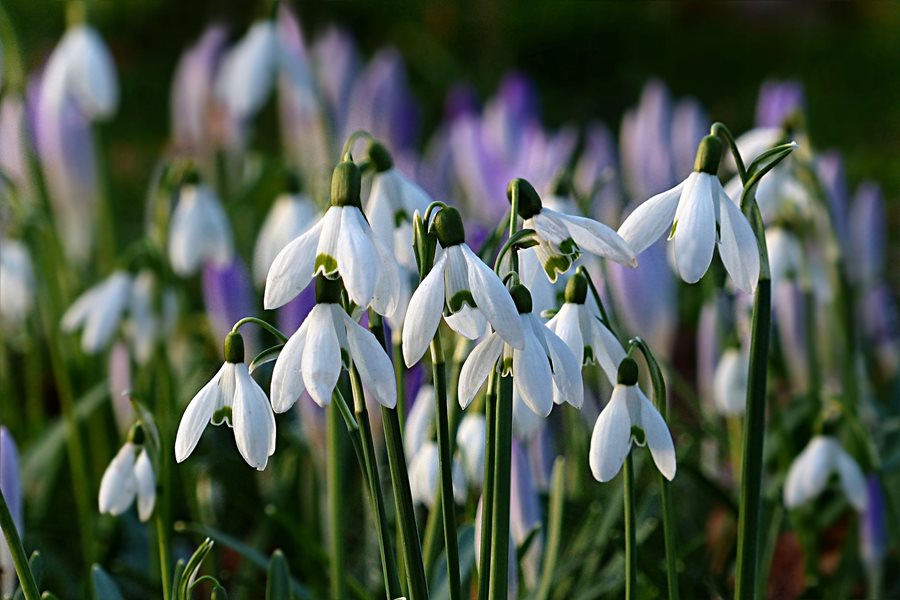 Snowdrops