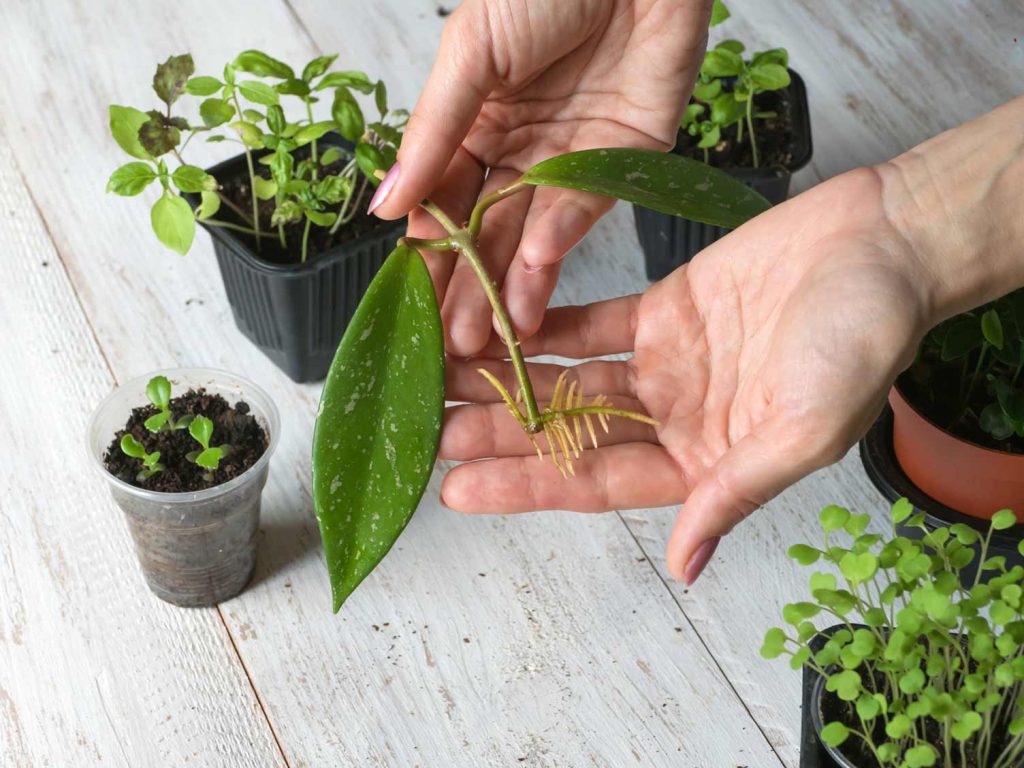 Softwood Plant Cuttings