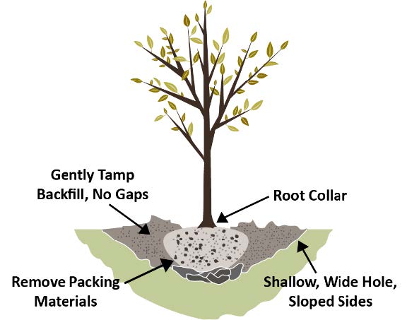 Soil Conditions