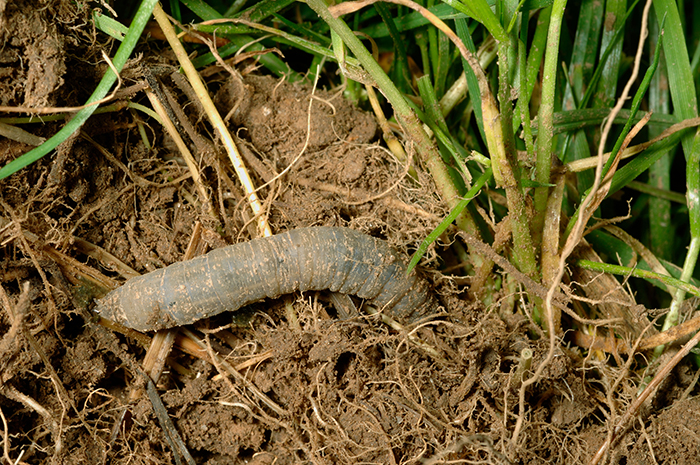 Soil Cultivation