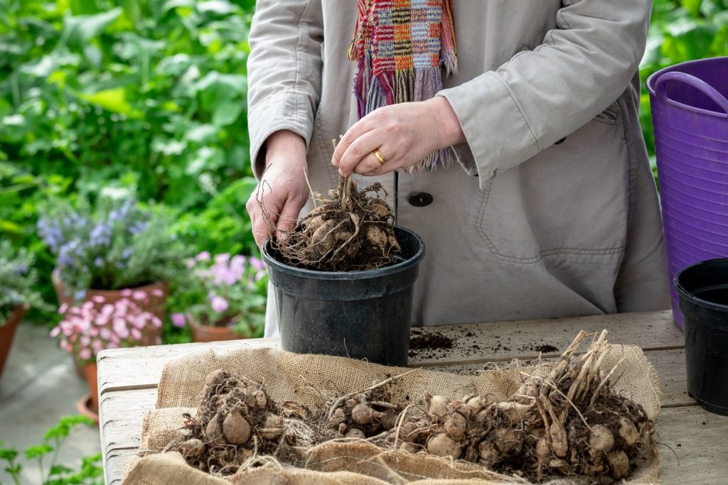 Soil Requirements for Growing Dahlias in Pots