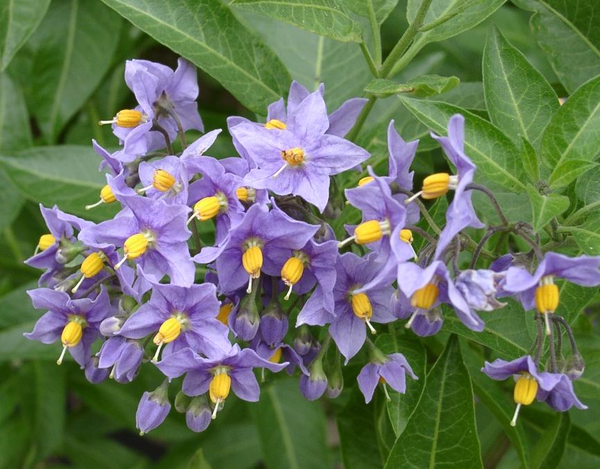 Solanum Crispum