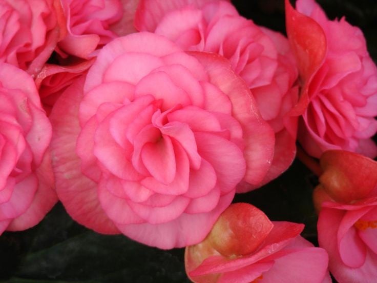 Solenia 'Dusty Rose' Begonia