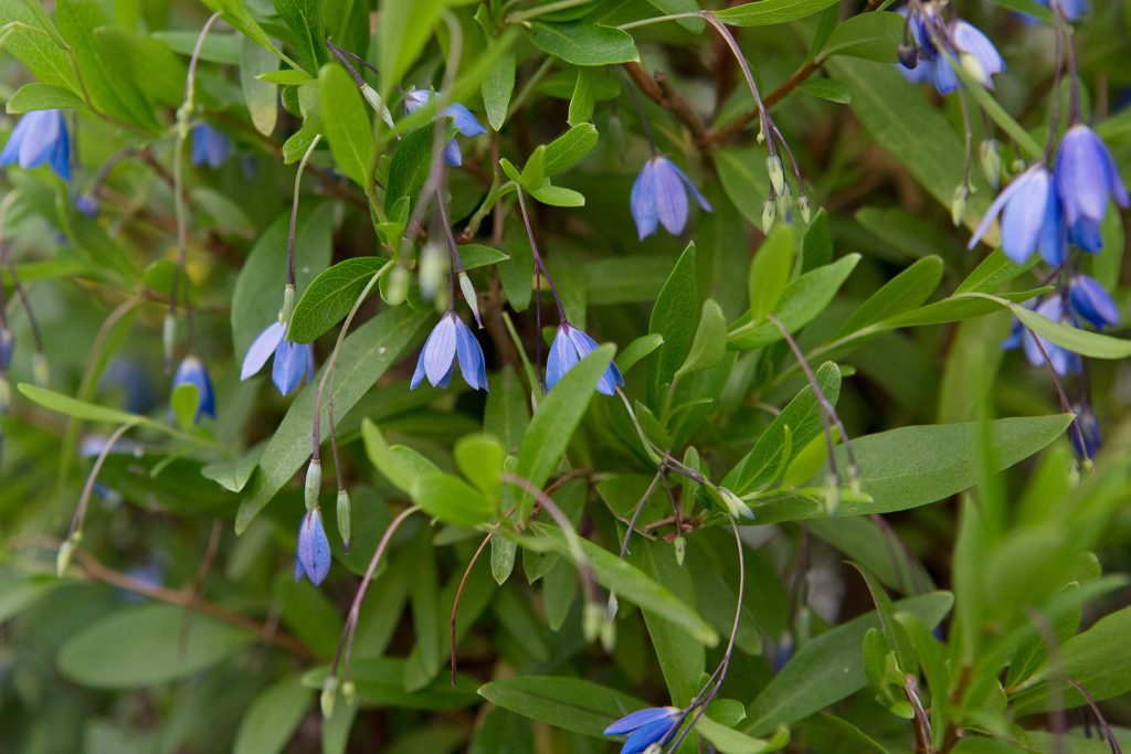 Sollya heterophylla