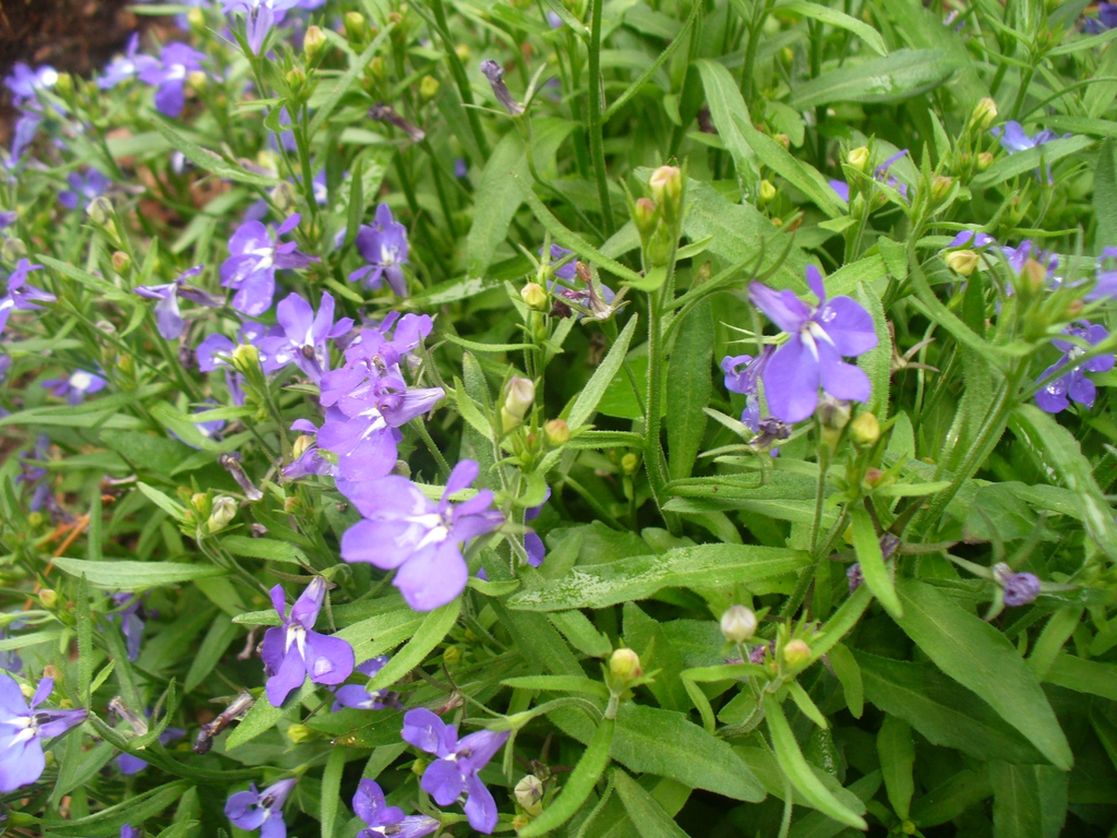 Some Useful Tips for Growing Lobelias