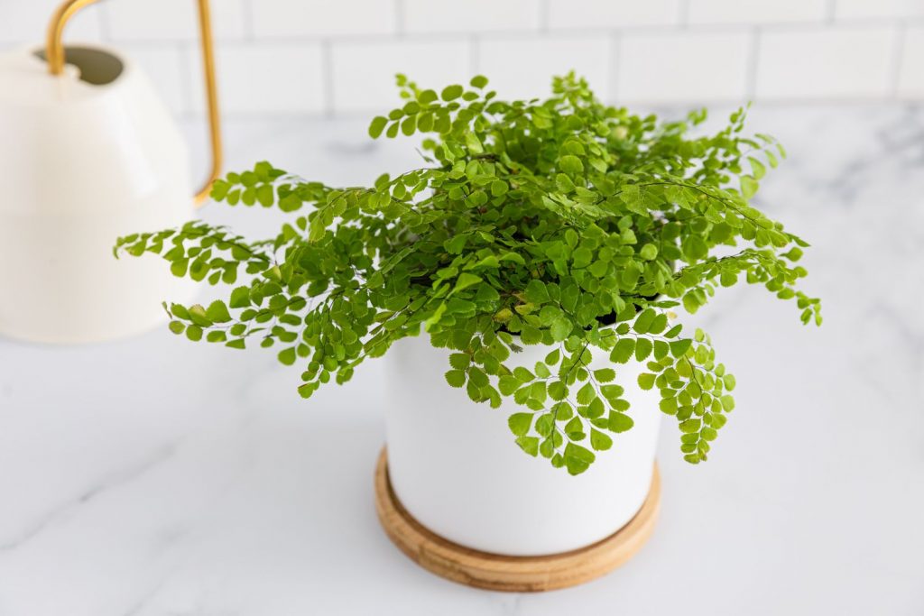 Southern Maidenhair Fern