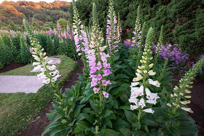 Sow the Young Plant Outdoors in Spring