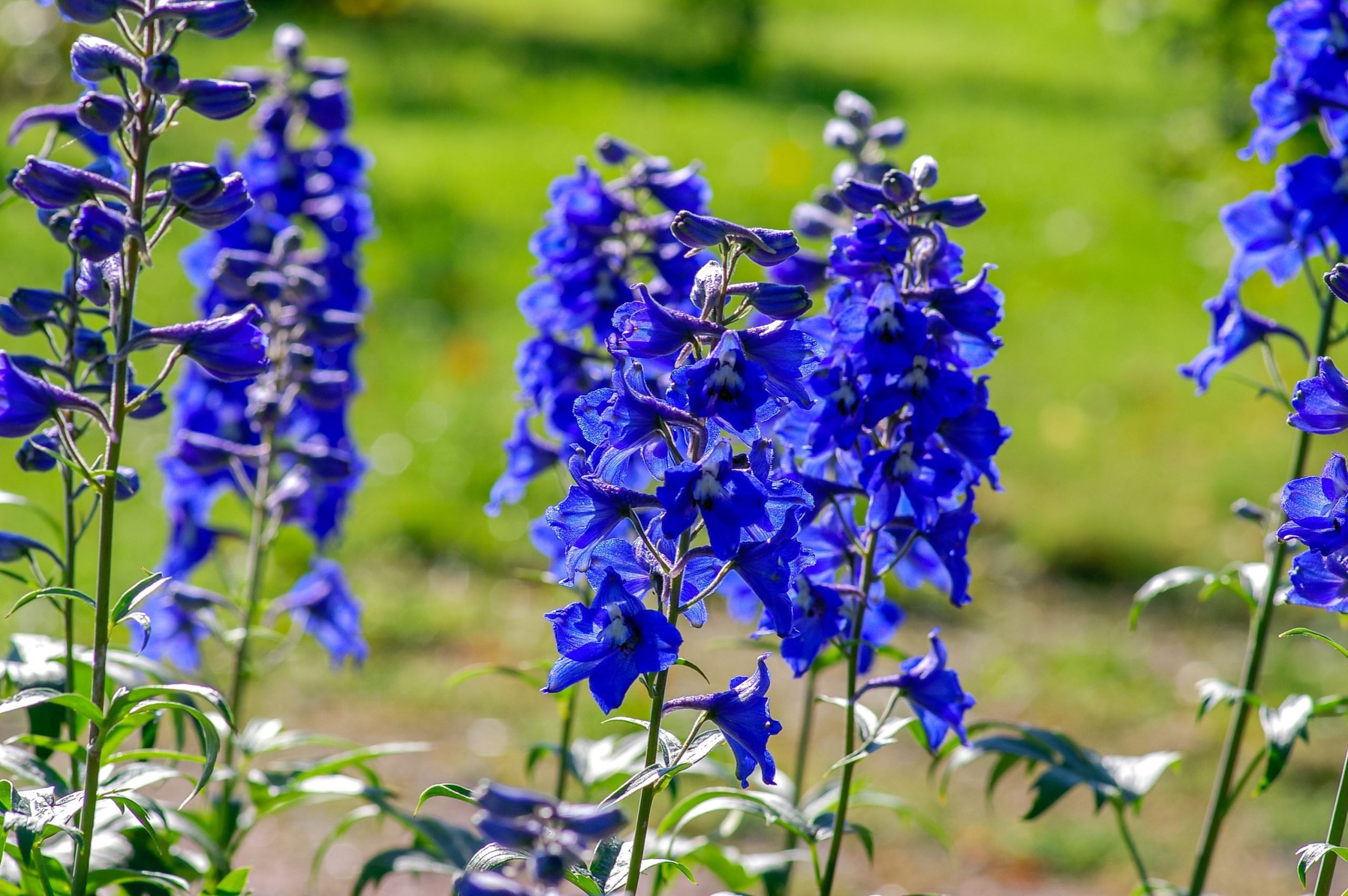 When and How to Sow Delphinium Seeds in the UK