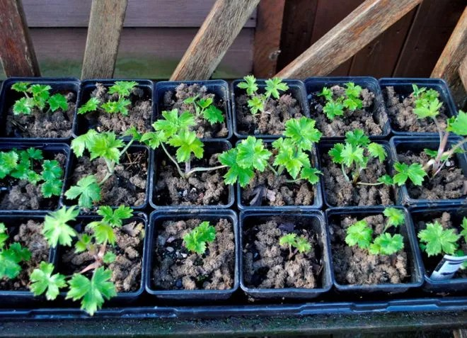 Sowing Delphiniums Indoors