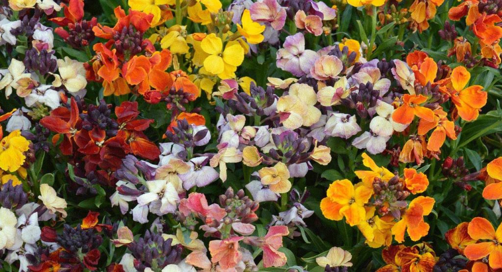 Sowing Erysimum 'Wallflower' Seeds