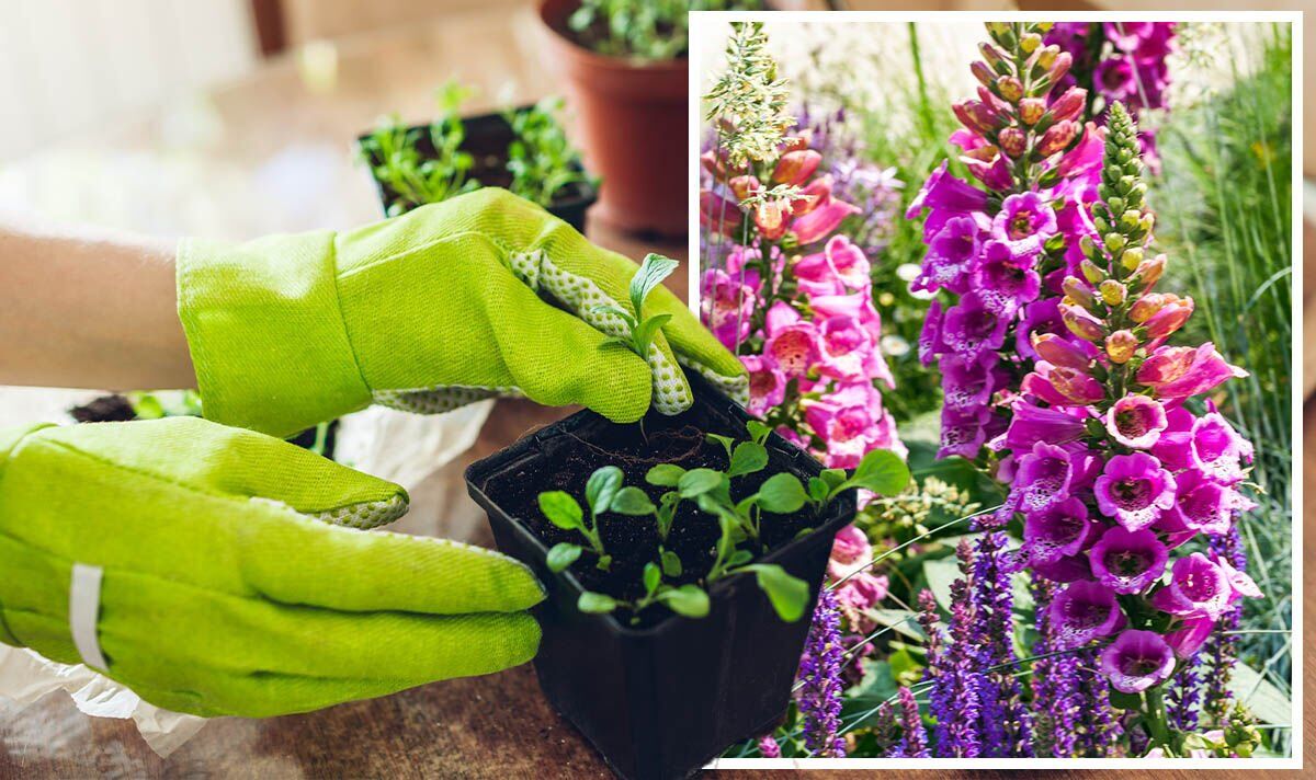 When and How to Sow Foxglove: A Beginner’s Guide