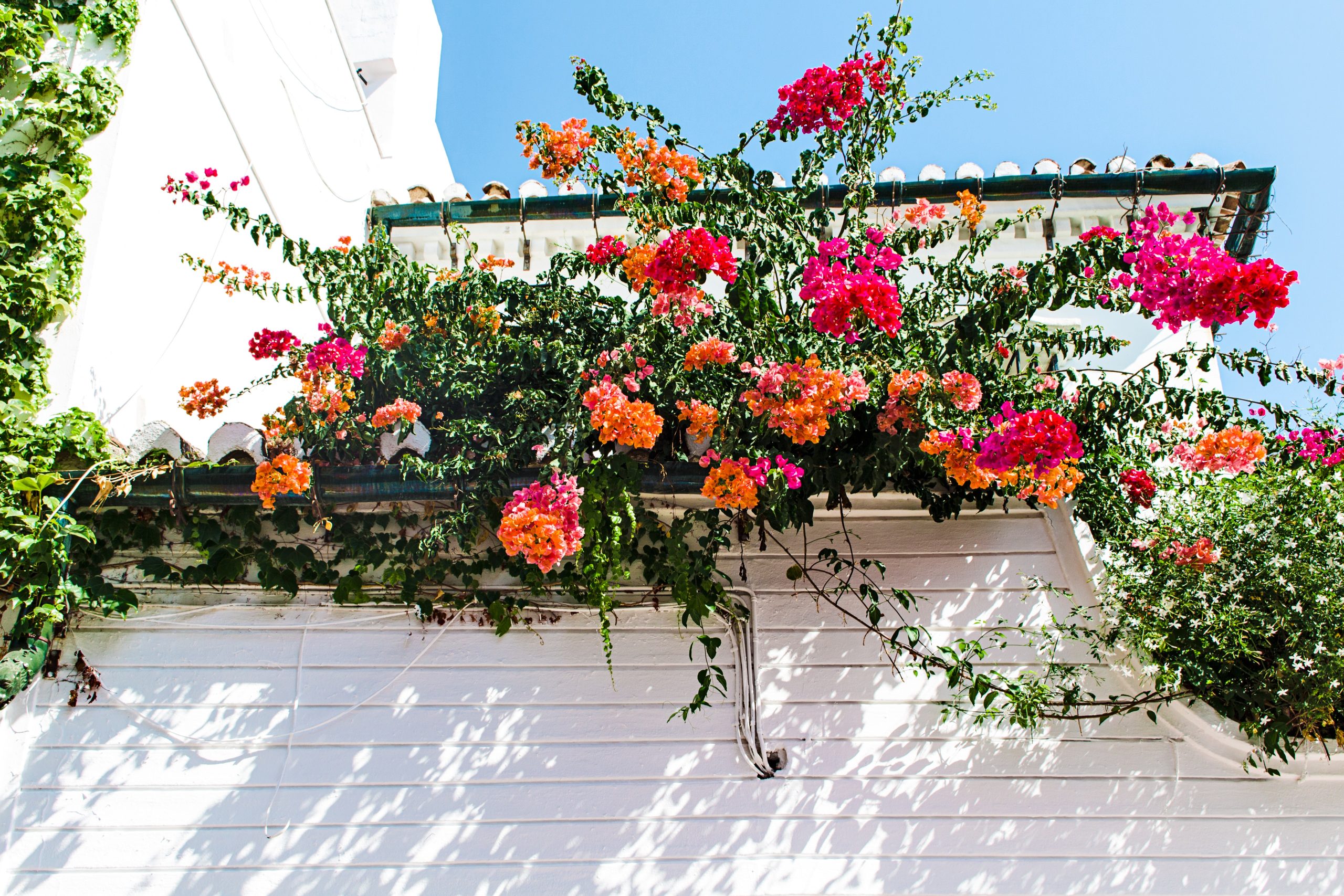 How and When to Plant Geraniums [UK]