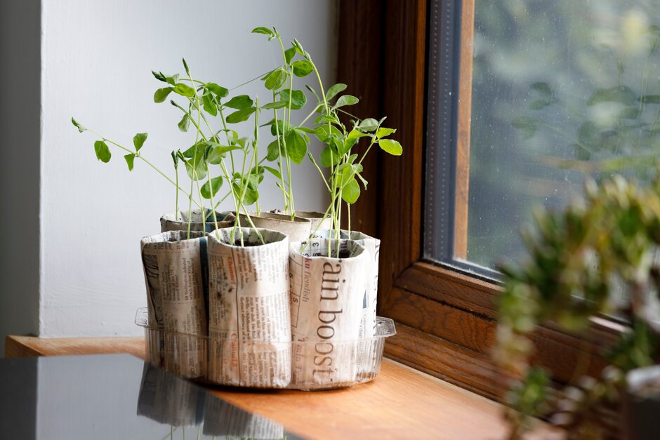 Sowing Seeds Indoors