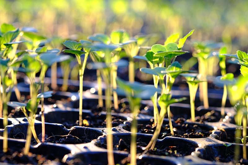 Sowing Seeds Indoors