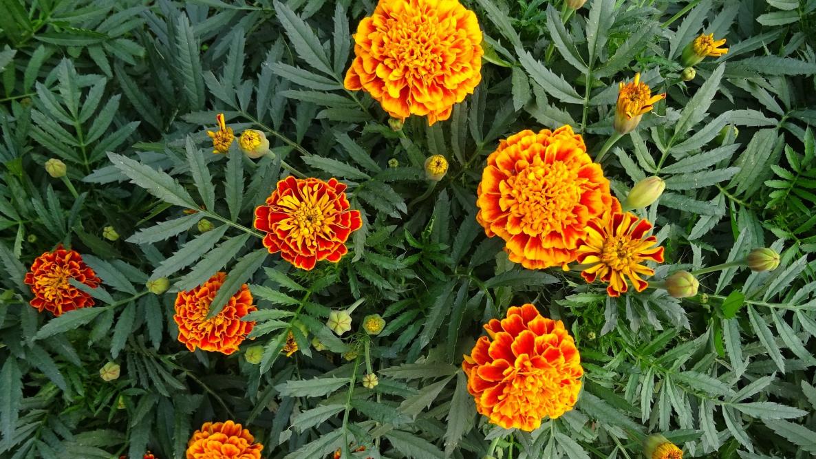 When and How to Plant/Sow Marigold Seeds [UK]