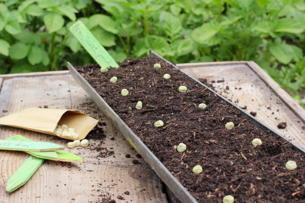 Sowing The Seeds Outdoors