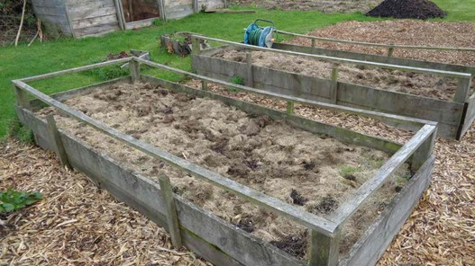 Sowing and Planting Blackcurrant