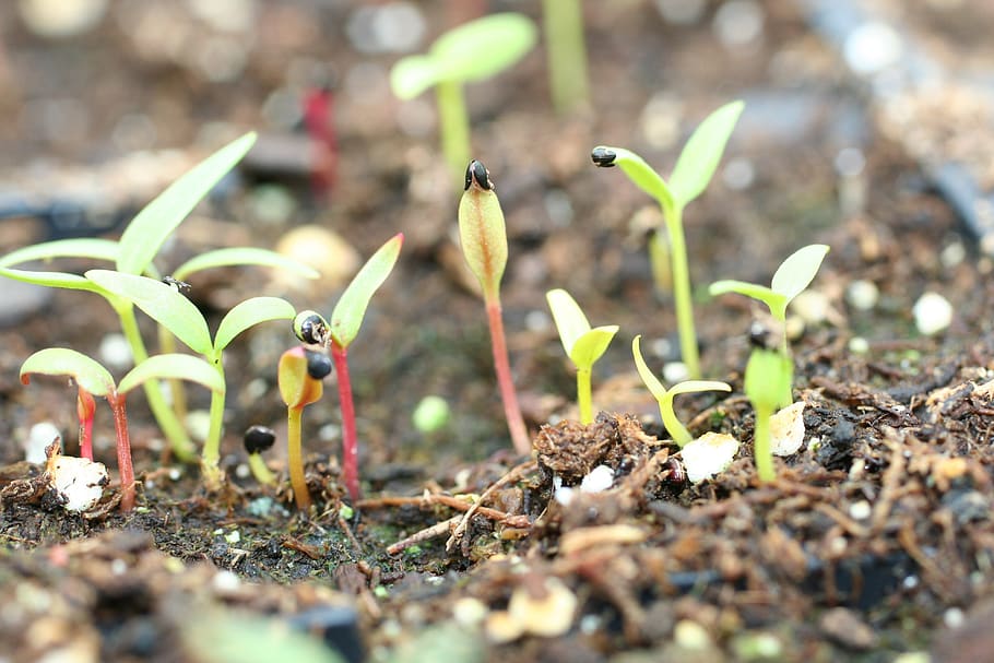 Sowing and Propagating Celosia