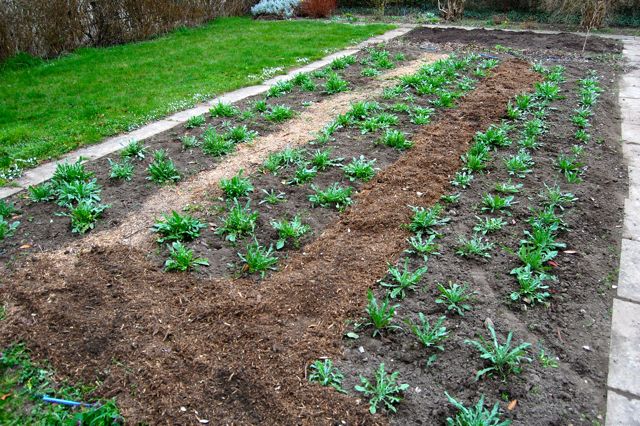 Sowing the Cornflower Seeds