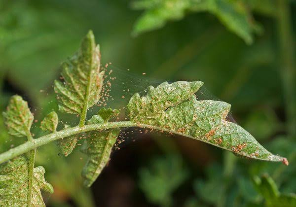 Spider Mites