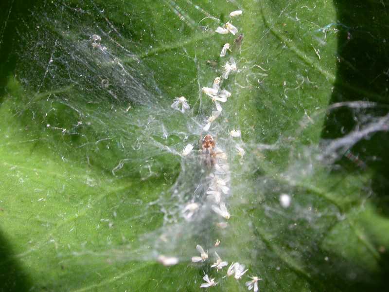 Spider Mites