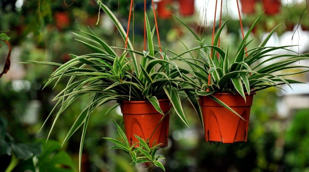 Spider Plant