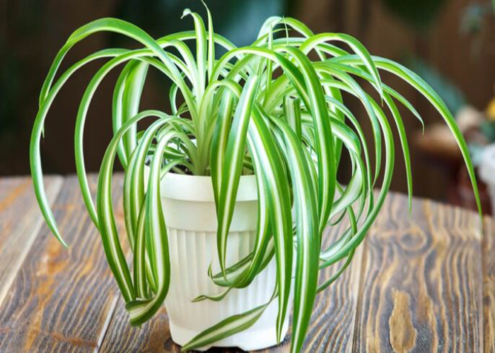 _Spider Plant