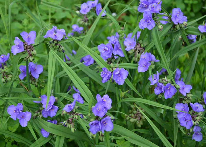 Spiderwort (1)