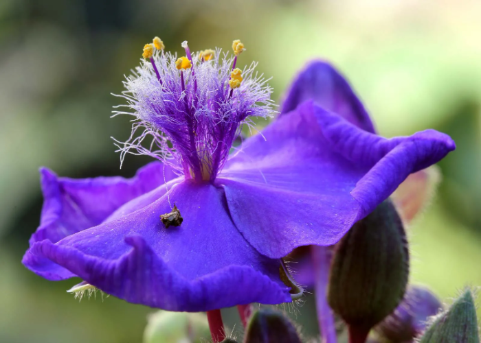 _Spiderwort