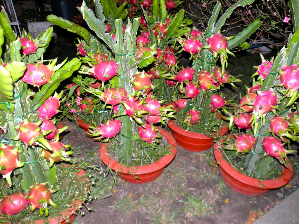 Spikes of Dragon Fruit Plant