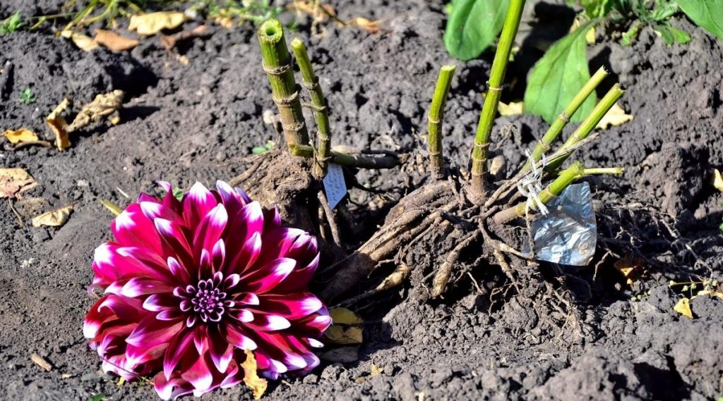 Splitting Dahlia Tubers