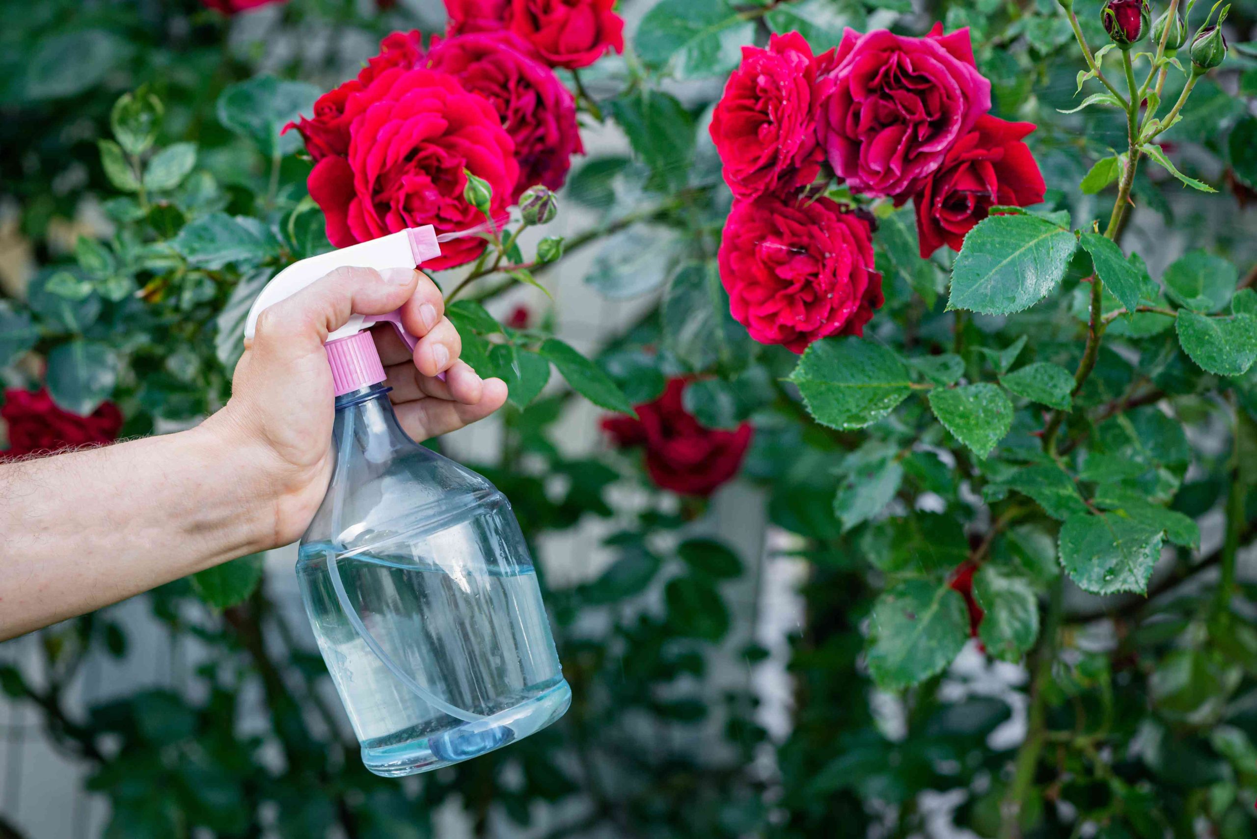 Spray for Bugs in the Garden