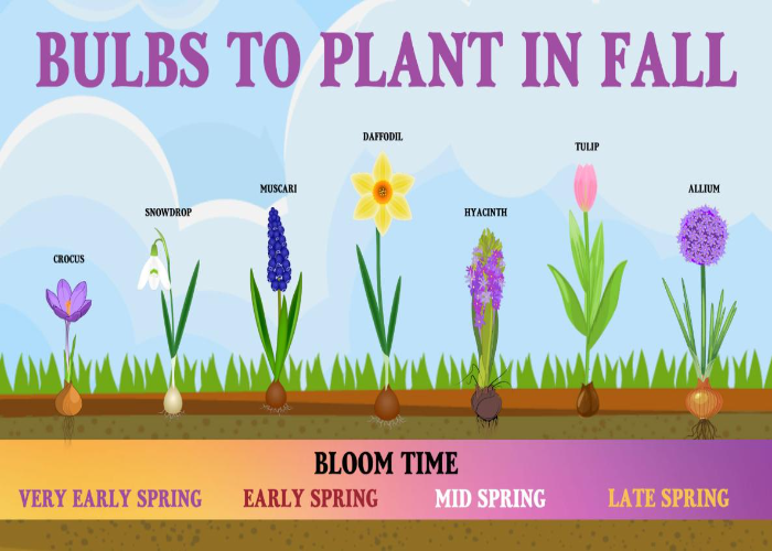 Spring Flowering Bulbs to Plant in Autumn