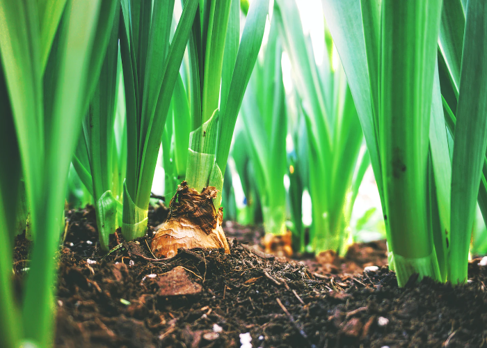 Spring Onions