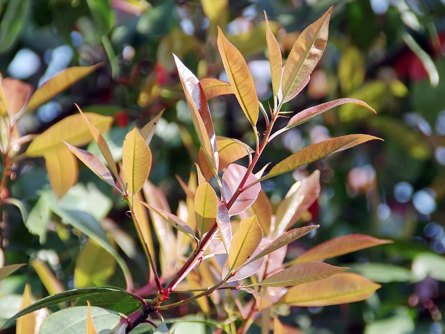 Spring Pruning