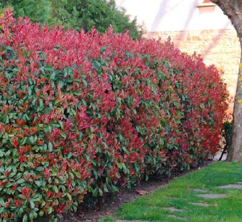 Spring Trimming for Foliage Colours