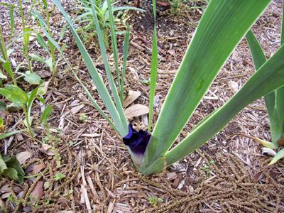 Stalks of Flowers Toppling Over