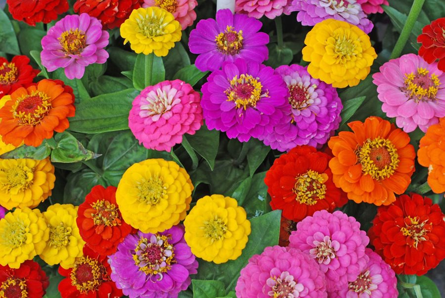 18 Remarkable Types of Zinnia Varieties for Cut Flowers