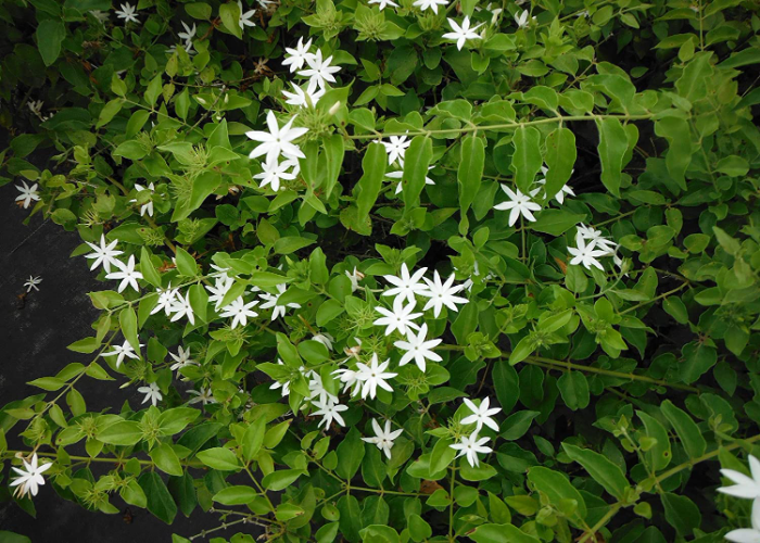 Star Jasmine