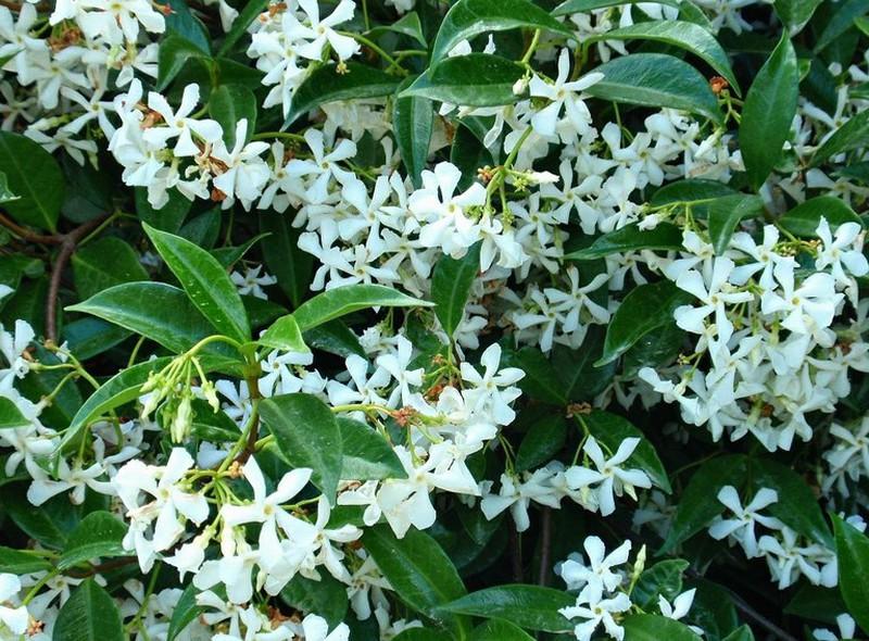 Star Jasmine