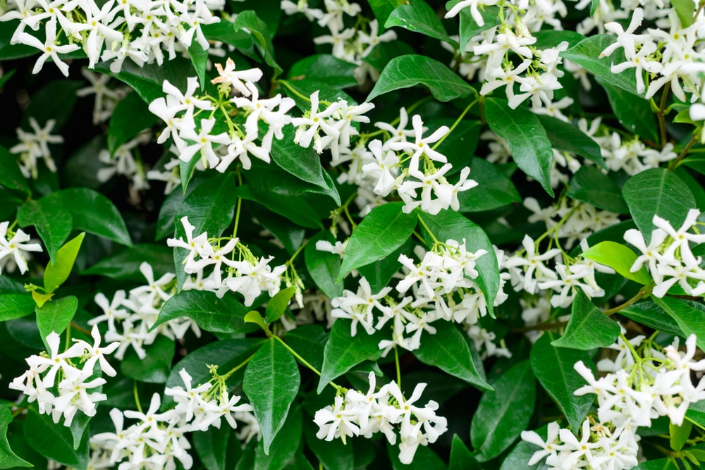 Star Jasmine