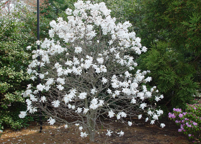 Star Magnolia