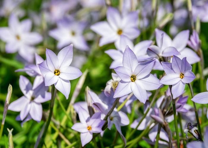 Starflowers