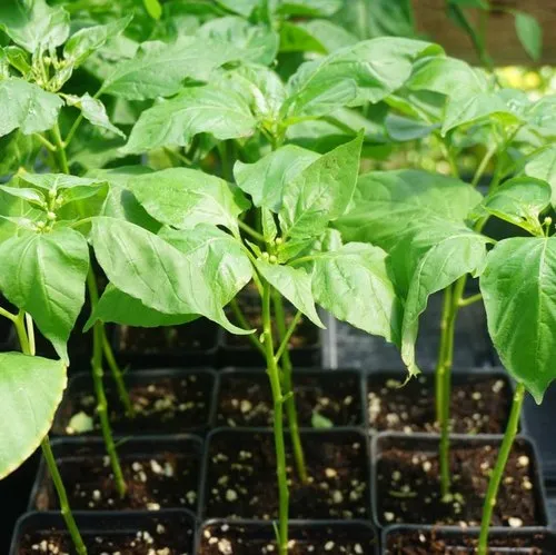 Start Growing Capsicum