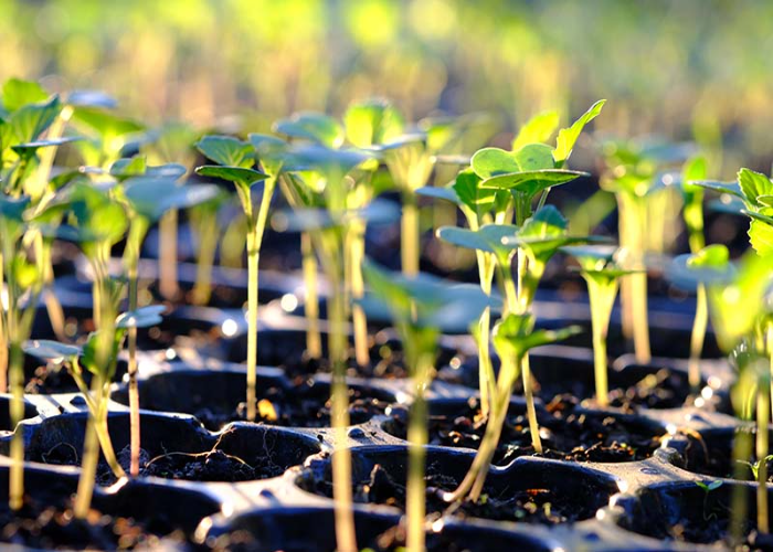 Start Your Broccoli Seeds Indoors