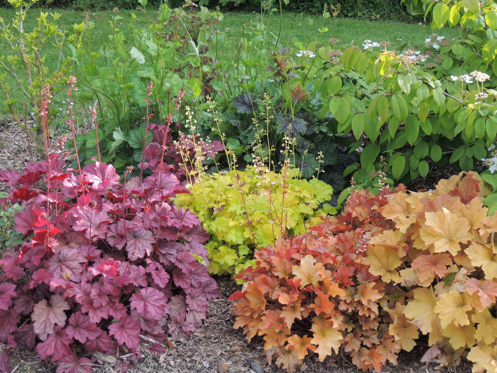 Step-By-Step Process to Plant Heuchera