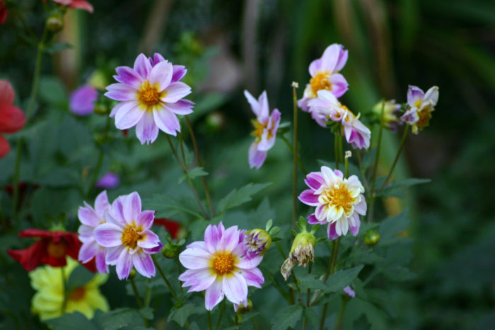 Complete Guide to Grow Dahlias from Seeds